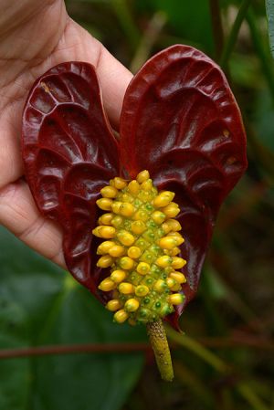 Pictured in Carchi, Ecuador (cultivated)Image Copyright © 2021 by David Scherberich