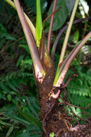 Pictured in Cosanga - Napo Province Image Copyright © 2024 by Ricardo Zambrano