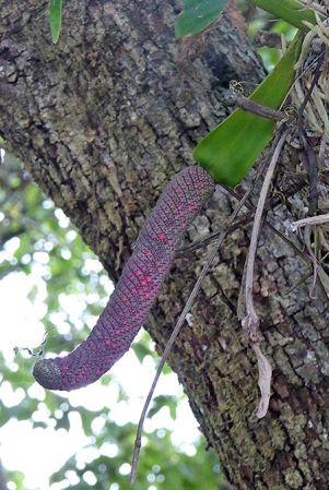 Pictured in Chiriqui, Panama Image Copyright © 2016 by Bruce Dunstan