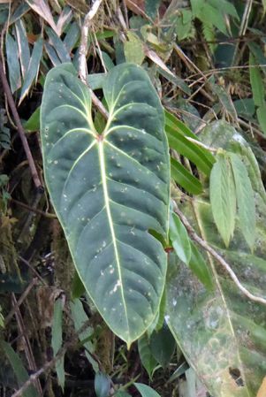 Pictured in La Planada Reserve, Narino, Colombia Image Copyright © 2018 by Bruce Dunstan