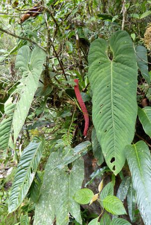 Pictured in Santa Fe, Panama Image Copyright © 2016 by Bruce Dunstan