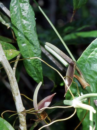 Pictured in French Guiana: Mana Image Copyright © 2007 by David Scherberich