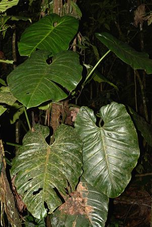 Pictured near Santa Clara (Napo/Ecuador) Image Copyright © 2015 by David Scherberich