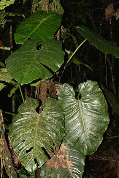 文件:Philoatratum 09.jpg