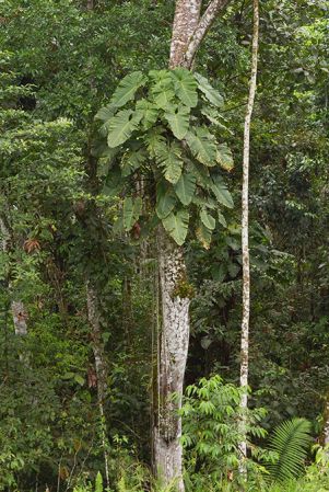 Pictured in Yasuni National Park (Orellana, Ecuador) Image Copyright © 2015 by David Scherberich