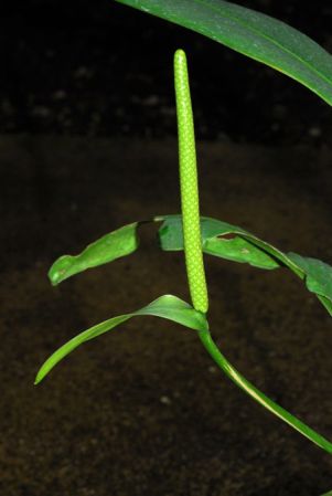 Croat 103856 from Caquetá, Colombia Pictured at the Jardin Botanique du Montet (Nancy, France) Image Copyright © 2014 by David Scherberich
