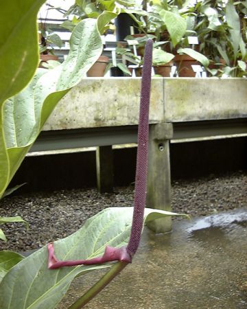 From French Guiana Pictured at the Jardin Botanique du Montet (Nancy, France) Image Copyright © 2003 by David Scherberich