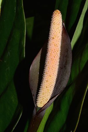 Pictured in the Botanischer Garten München (Germany) Image Copyright © 2016 by David Scherberich