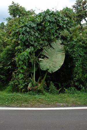 Pictured in Borneo: Sarawak Image Copyright © 2011 by Lars Nauheimer
