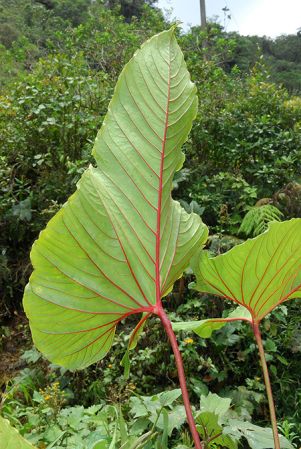Croat 103841 pictured in Caquetá, Colombia Image Copyright © 2013 by David Scherberich