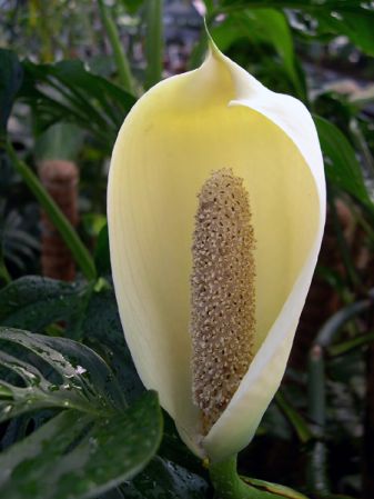 Pictured at the Jardin Botanique de Lyon (France) Image Copyright © 2003 by David Scherberich
