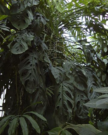 Pictured at the Jardin Botanique du Montet (Nancy, France) Image Copyright © 2003 by David Scherberich