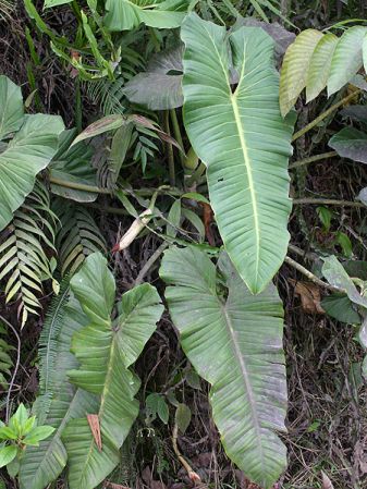 Pictured in Ecuador Image Copyright © 2008 by Josiane Guiard