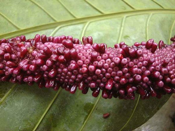 Pictured at the Jardin Botanique du Montet (Nancy, France) Image Copyright © 2003 by David Scherberich