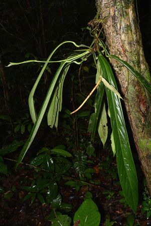 Croat 106097 pictured in Timburi Cocha Research Station, Payamino (Orellana, Ecuador) Image Copyright © 2015 by David Scherberich