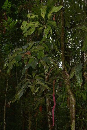 Pictured in Yasuni National Park (Orellana, Ecuador) Image Copyright © 2015 by David Scherberich