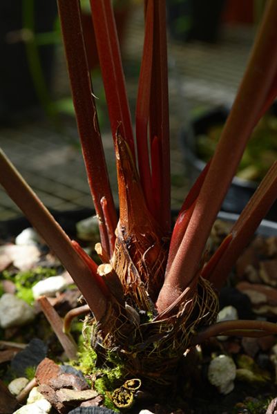 文件:AnthjilekiiK 06.jpg