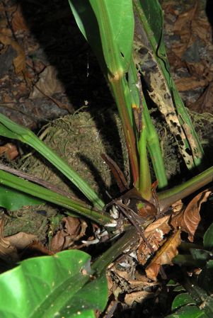 Pictured at the Jardín Botánico Uniamazonia (Florencia, Colombia) Image Copyright © 2013 by David Scherberich