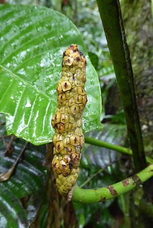 Pictured in Mocoa, Putumayo (Colombia) Image Copyright © 2018 by Bruce Dunstan