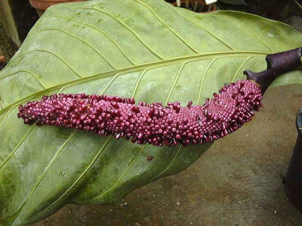 Pictured at the Jardin Botanique du Montet (Nancy, France) Image Copyright © 2003 by David Scherberich