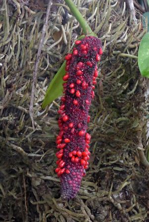 Pictured in Chiriqui, Panama Image Copyright © 2016 by Bruce Dunstan