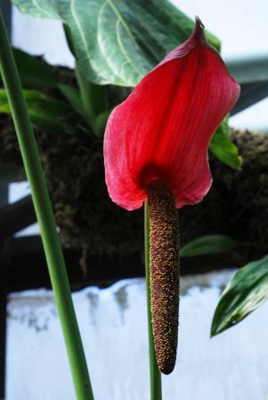 Croat 95682 from Pichincha, Ecuador Pictured at the Jardin Botanique du Montet (Nancy, France) Image Copyright © 2014 by David Scherberich