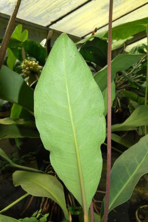 From Mexico (Jalisco, 1000m), pictured in the Botanischer Garten der Universitat Göttingen (Germany) Image Copyright © 2011 by David Scherberich