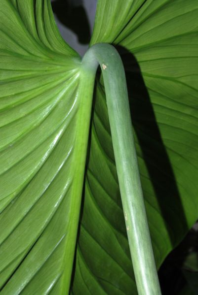 文件:Philoasplundii 12.jpg