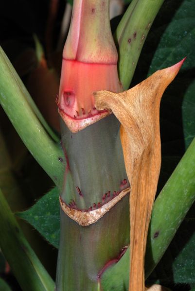 文件:Philocordatum 04.jpg