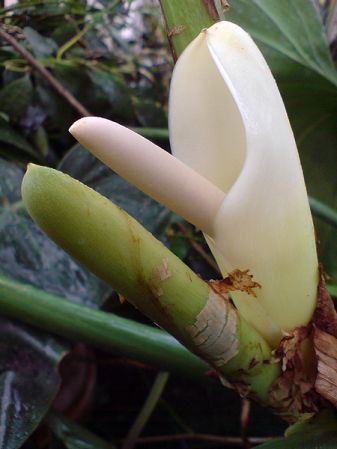 Pictured at the Jardin Botanique de Lyon (France) Image Copyright © 2007 by David Scherberich
