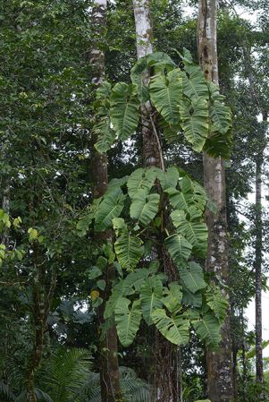 Pictured in Payamino (Orellana, Ecuador) Image Copyright © 2015 by David Scherberich