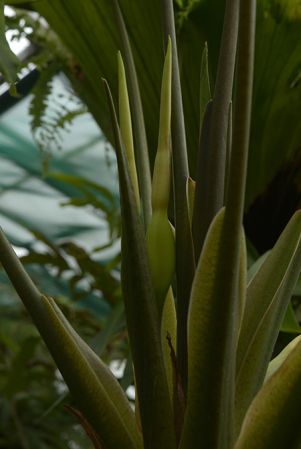 From Papua (Irian Jaya), pictured in Royal Botanic Garden Edinburgh Image Copyright © 2017 by David Scherberich