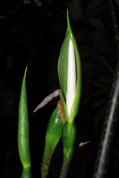 文件:AloczebrinaMTJB 04.jpg
