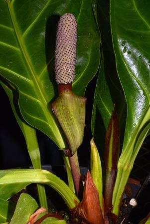 2015-1005, pictured in Royal Botanic Gardens, Kew Image Copyright © 2018 by David Scherberich