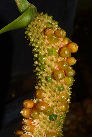DS554 from Guadeloupe, pictured at the Jardin Botanique de Lyon (France) Image Copyright © 2019 by David Scherberich