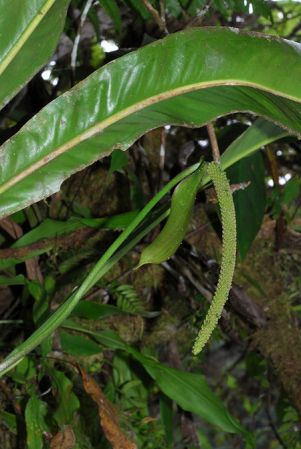 Croat 104086, pictured in Carchi, Ecuador Image Copyright © 2013 by David Scherberich