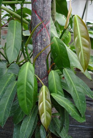 Pictured at the Botanischer Garten und Botanisches Museum Berlin-Dahlem (Germany) Image Copyright © 2006 by David Scherberich