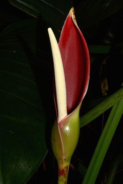 文件:Philodunstervilleorum 05.jpg