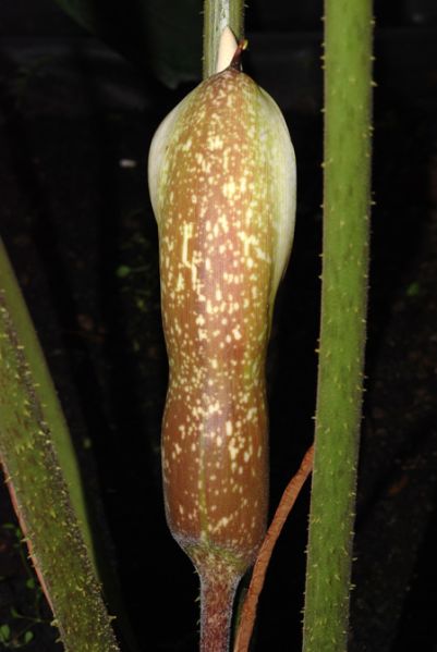 文件:AdelocrinipesCroat 06.jpg
