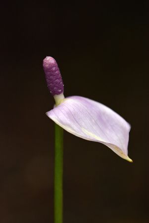 Pictured at the Jardin Botanique de Lyon (France) Image Copyright © 2022 by David Scherberich