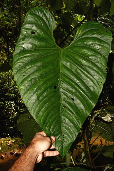 文件:AnthbreviscapumCroat 06.jpg