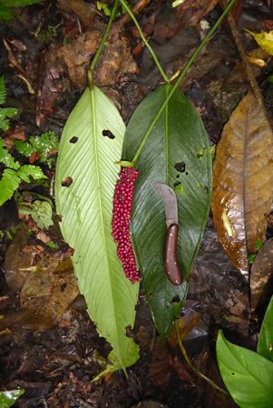 Pictured in Santa Fe, Panama Image Copyright © 2016 by Bruce Dunstan