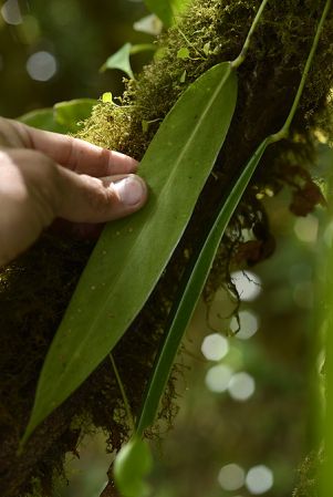 Pictured in Chiriquí, Panama Image Copyright © 2014 by Fred Muller