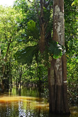 Pictured in Igapó forest near Manaus, Brazil Image Copyright © 2017 by Patrick Blanc