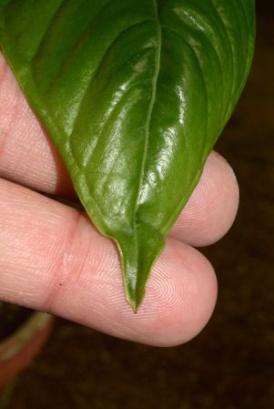Croat 107040 from Huánuco, Peru, pictured at the Jardin Botanique du Montet (Nancy, France) Image Copyright © 2019 by David Scherberich