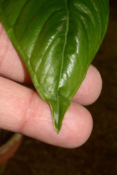 文件:AnthpradoenseCroat 07.jpg