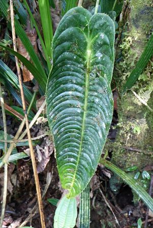 Pictured in Antioquia, Colombia Image Copyright © 2015 by Bruce Dunstan