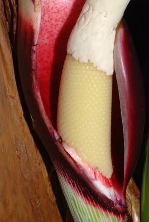 From Ecuador, pictured at the Jardin Botanique de Lyon (France) Image Copyright © 2014 by David Scherberich