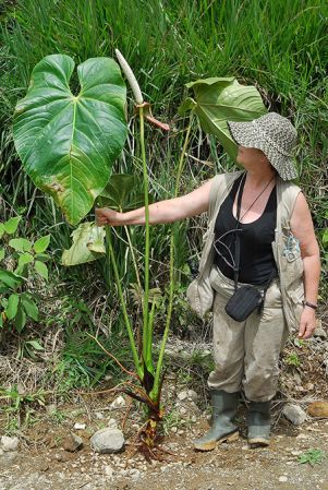 Croat 104227, pictured in Carchi, Ecuador Image Copyright © 2013 by David Scherberich