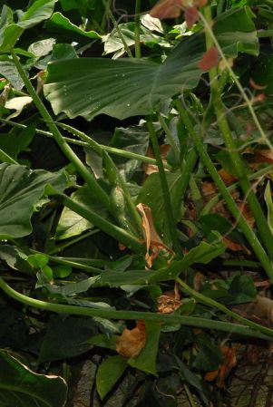 Pictured in the Botanischer Garten der Universitat Göttingen (Germany) Image Copyright © 2011 by David Scherberich